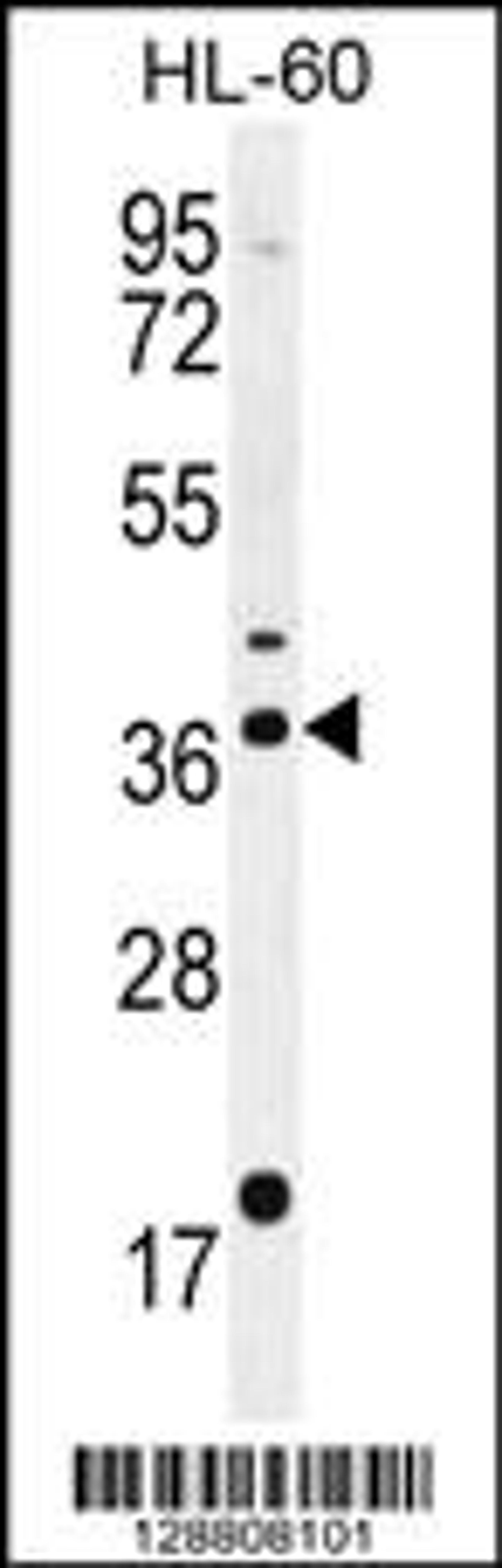 Western blot analysis in HL-60 cell line lysates (35ug/lane).