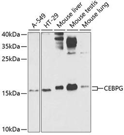 Western blot - CEBPG antibody (A7279)