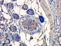 Immunohistochemical staining of paraffin embedded mouse skin tissue using Apolipoprotein CIII antibody (primary antibody at 5 ug/ml)