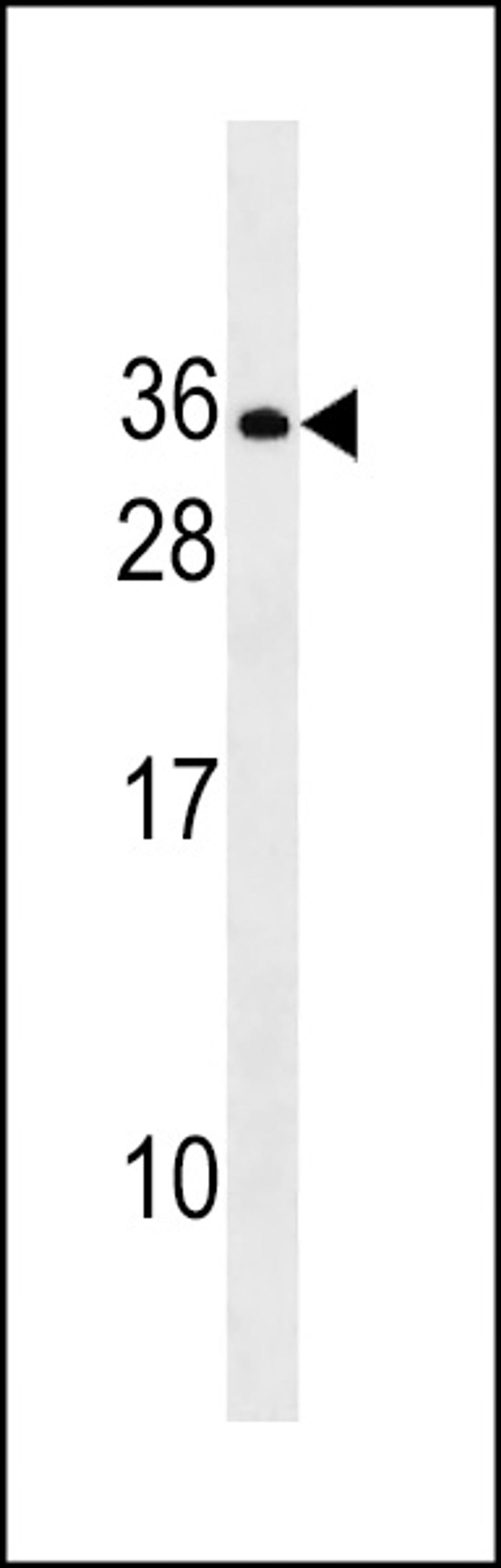 Western blot analysis in NCI-H460 cell line lysates (35ug/lane).