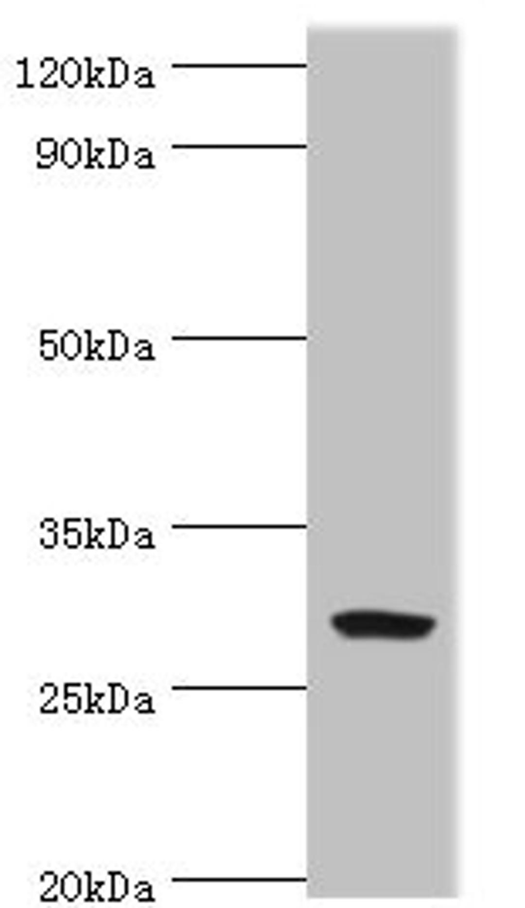 Western blot. All lanes: Spindlin-2B antibody at 4ug/ml + Mouse gastric tissue. Secondary. Goat polyclonal to rabbit IgG at 1/10000 dilution. Predicted band size: 29 kDa. Observed band size: 29 kDa. 