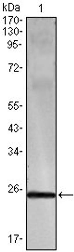 Western blot analysis of recombinant protein using IFN-gamma antibody