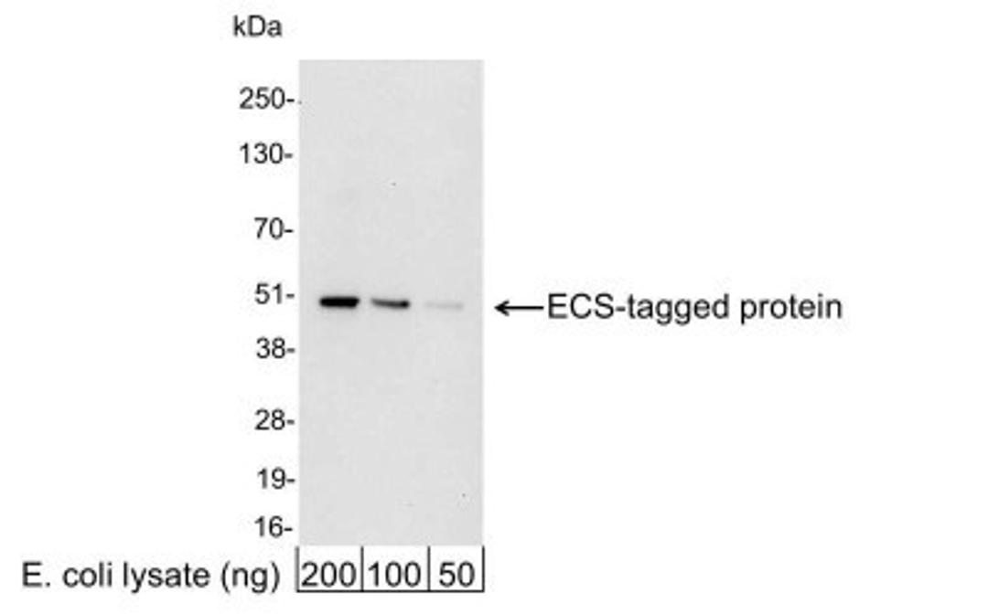 Western Blot: DYKDDDDK Epitope Tag Antibody [NB600-345] - Analysis using the HRP conjugate of NB600-345. Detection of 200, 100, or 50 ng of E. coli whole cell lysate expressing a multi-tag fusion protein. Antibody used for WB at 0.04 ug/ml (1:25,000).