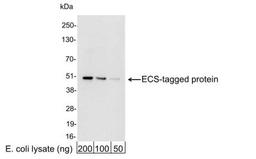 Western Blot: DYKDDDDK Epitope Tag Antibody [NB600-345] - Analysis using the HRP conjugate of NB600-345. Detection of 200, 100, or 50 ng of E. coli whole cell lysate expressing a multi-tag fusion protein. Antibody used for WB at 0.04 ug/ml (1:25,000).