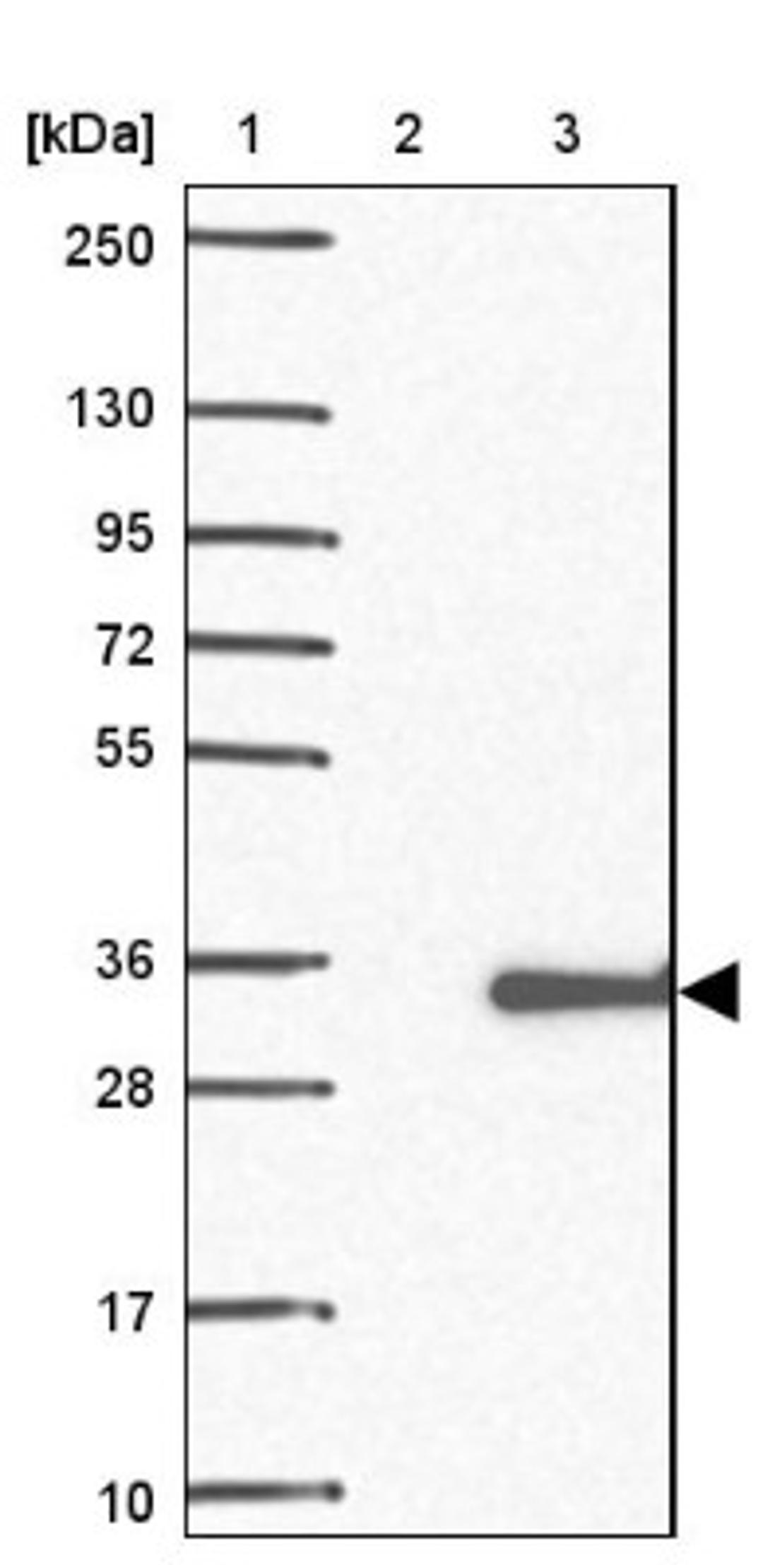 Western Blot: C5orf30 Antibody [NBP2-14416] - Lane 1: Marker [kDa] 250, 130, 95, 72, 55, 36, 28, 17, 10<br/>Lane 2: Negative control (vector only transfected HEK293T lysate)<br/>Lane 3: Over-expression lysate (Co-expressed with a C-terminal myc-DDK tag (~3.1 kDa) in mammalian HEK293T cells, LY403234)