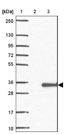 Western Blot: C5orf30 Antibody [NBP2-14416] - Lane 1: Marker [kDa] 250, 130, 95, 72, 55, 36, 28, 17, 10<br/>Lane 2: Negative control (vector only transfected HEK293T lysate)<br/>Lane 3: Over-expression lysate (Co-expressed with a C-terminal myc-DDK tag (~3.1 kDa) in mammalian HEK293T cells, LY403234)