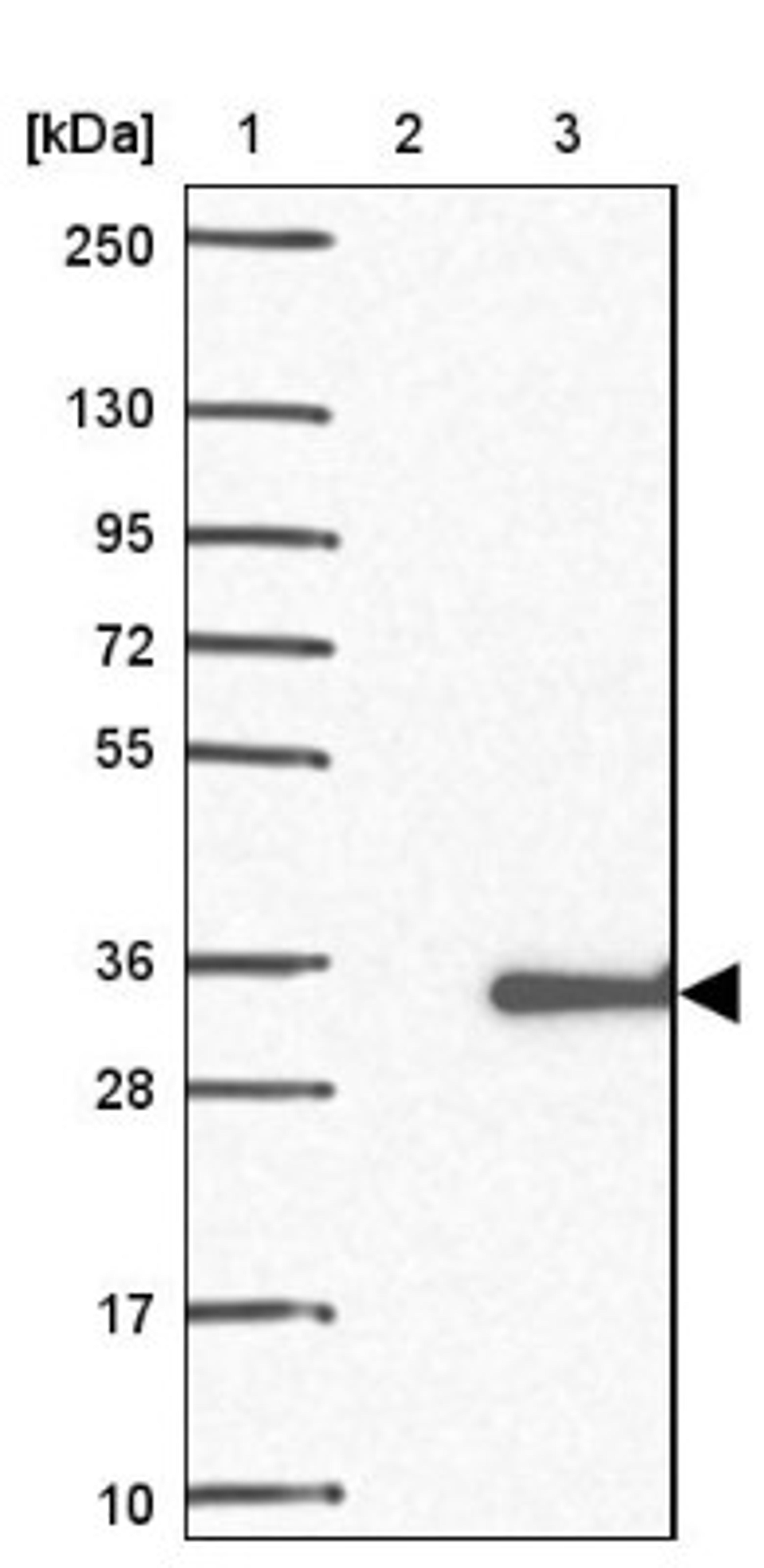 Western Blot: C5orf30 Antibody [NBP2-14416] - Lane 1: Marker [kDa] 250, 130, 95, 72, 55, 36, 28, 17, 10<br/>Lane 2: Negative control (vector only transfected HEK293T lysate)<br/>Lane 3: Over-expression lysate (Co-expressed with a C-terminal myc-DDK tag (~3.1 kDa) in mammalian HEK293T cells, LY403234)