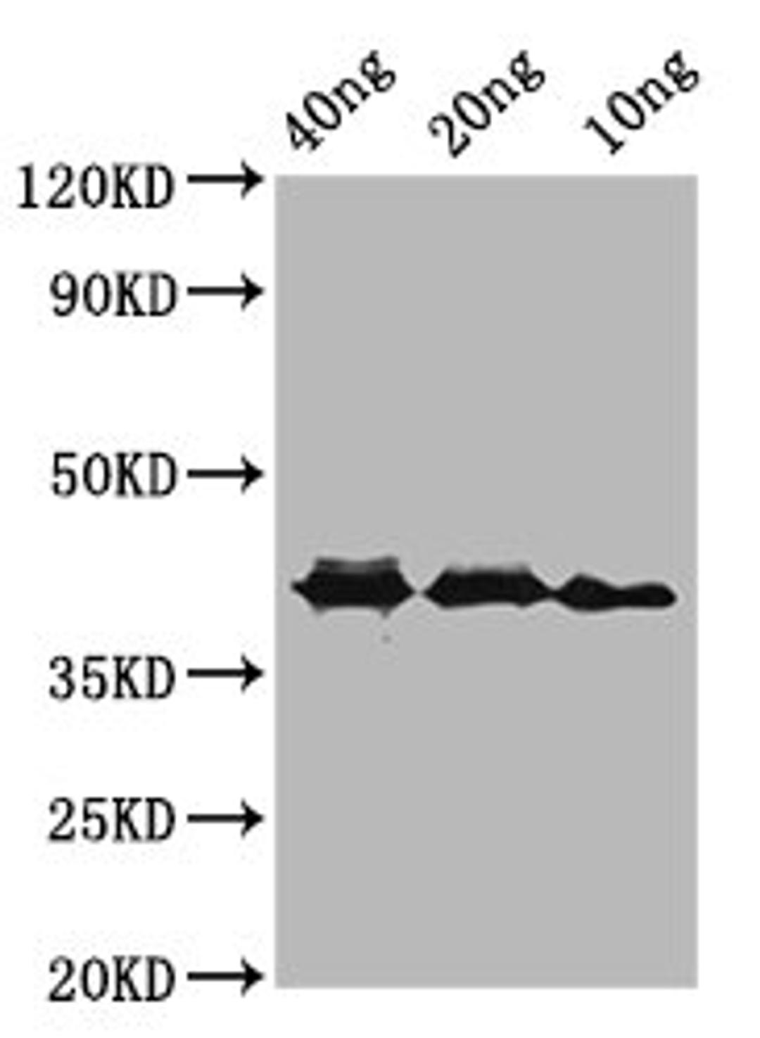Western Blot. Positive WB detected in Recombinant protein. All lanes: ompA antibody at 3.9µg/ml. Secondary. Goat polyclonal to rabbit IgG at 1/50000 dilution. Predicted band size: 42 kDa. Observed band size: 42 kDa