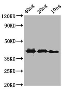 Western Blot. Positive WB detected in Recombinant protein. All lanes: ompA antibody at 3.9µg/ml. Secondary. Goat polyclonal to rabbit IgG at 1/50000 dilution. Predicted band size: 42 kDa. Observed band size: 42 kDa