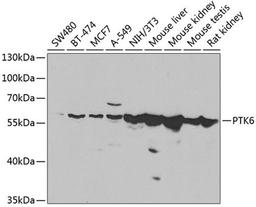 Western blot - PTK6 antibody (A7497)