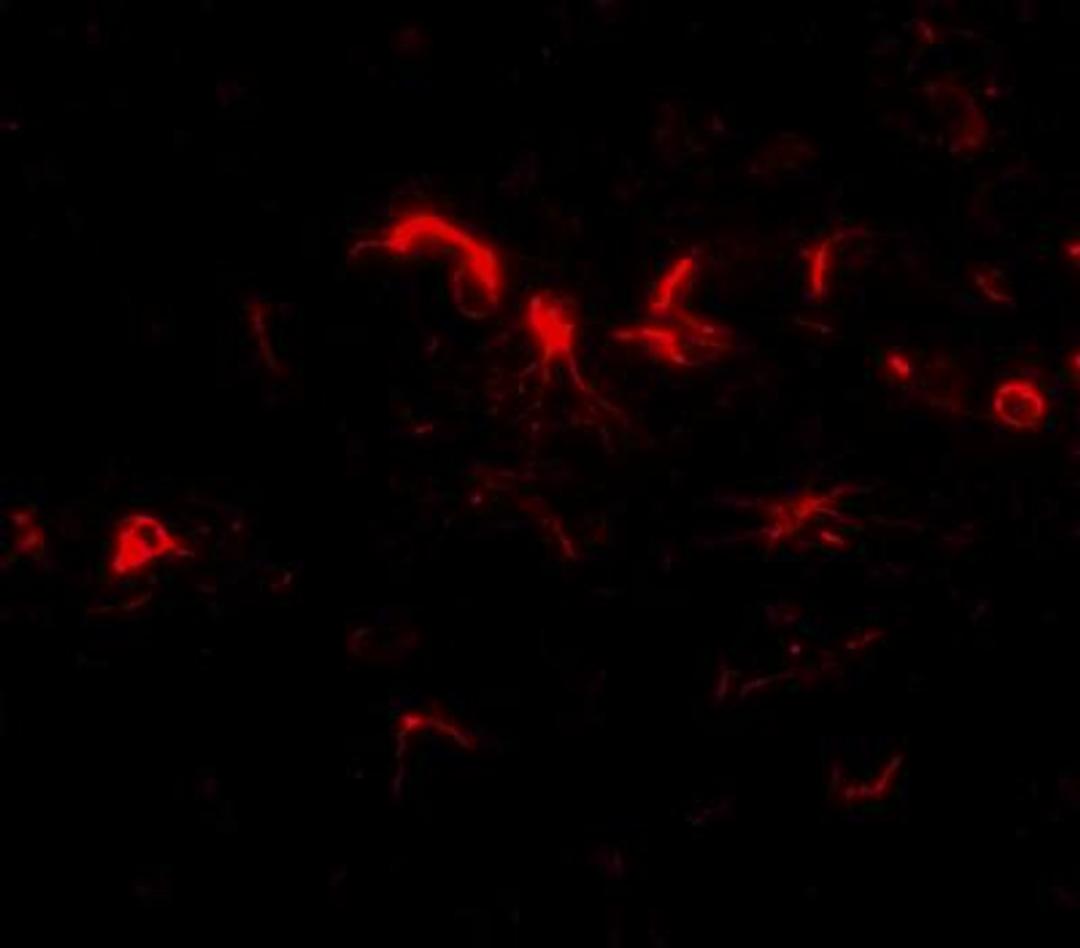 Immunocytochemistry/Immunofluorescence: NIPSNAP3B Antibody [NBP1-77341] - Immunofluorescence of NIPSNAP3B in mouse brain tissue with NIPSNAP3B antibody at 5 ug/mL.