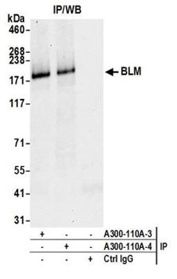 Detection of human BLM by western blot of immunoprecipitates.