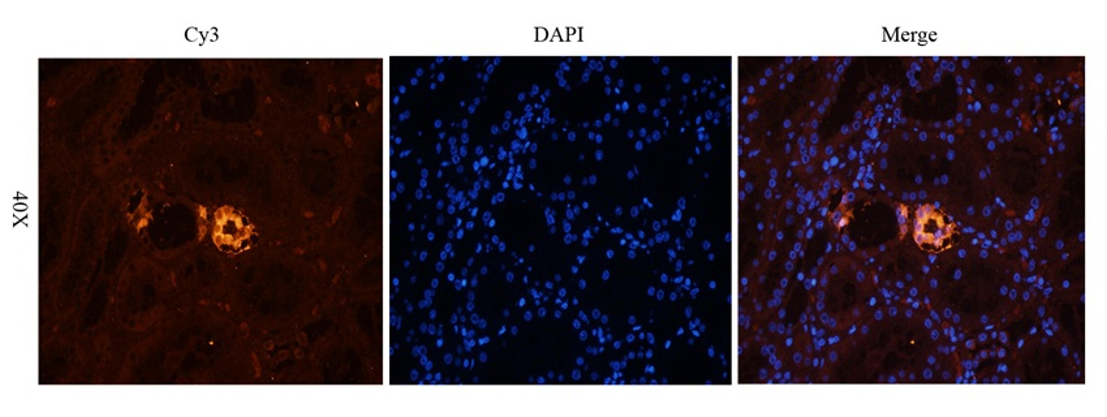 Immunofluorescence image of pig kidney tissue using N Cadherin antibody (2.5 ug/ml)