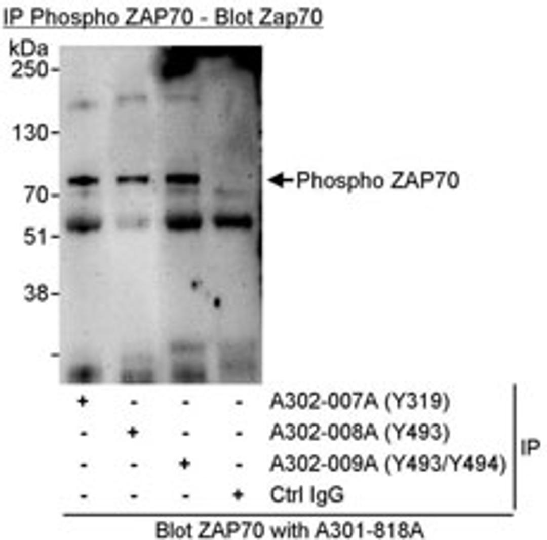 Detection of Phosphorylation of human ZAP70 on Y319, Y493 or Y493/Y494 by western blot of immunoprecipitates.