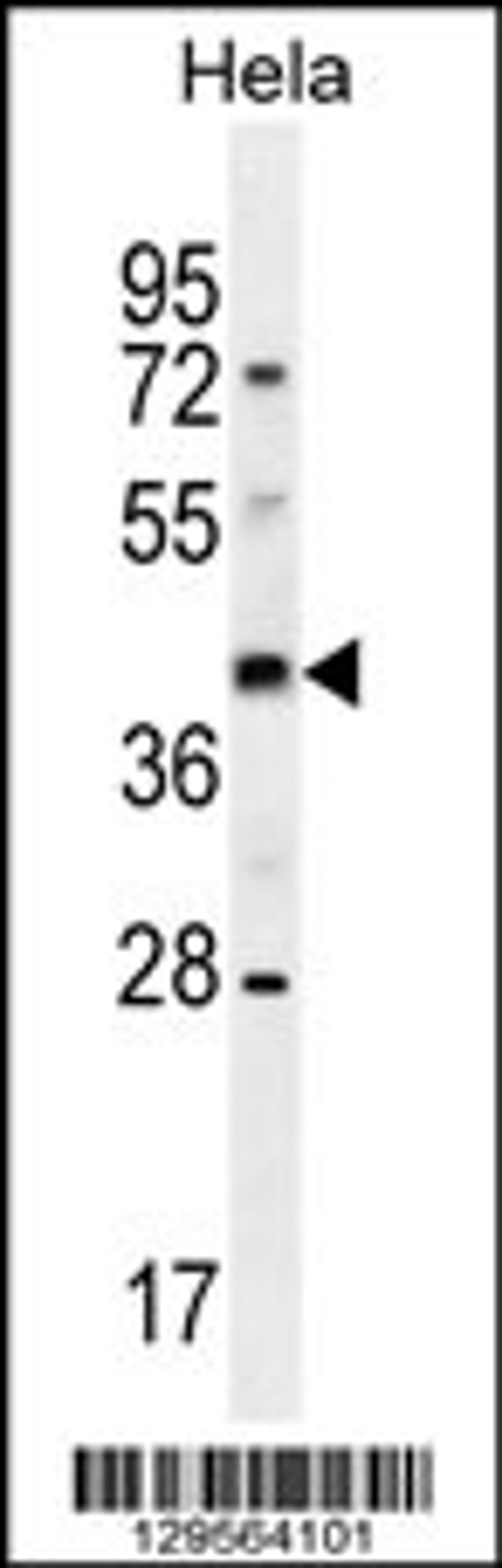 Western blot analysis in Hela cell line lysates (35ug/lane).