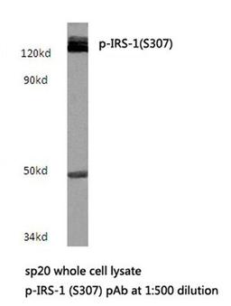 Western Blot: IRS1 [p Ser307] Antibody [NBP1-51429] - IRS-1 (S307) pAb in extracts from sp20 cells.