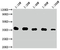 Western Blot. Positive WB detected in: 10ng Flag Tag fusion proteinFlag Tag antibody at 1:100000, 1:200000, 1:400000, 1:800000, 1:1600000. Secondary. Goat polyclonal to mouse IgG at 1/50000 dilution. Predicted band size: 35 kDa. Observed band size: 35 kDa.