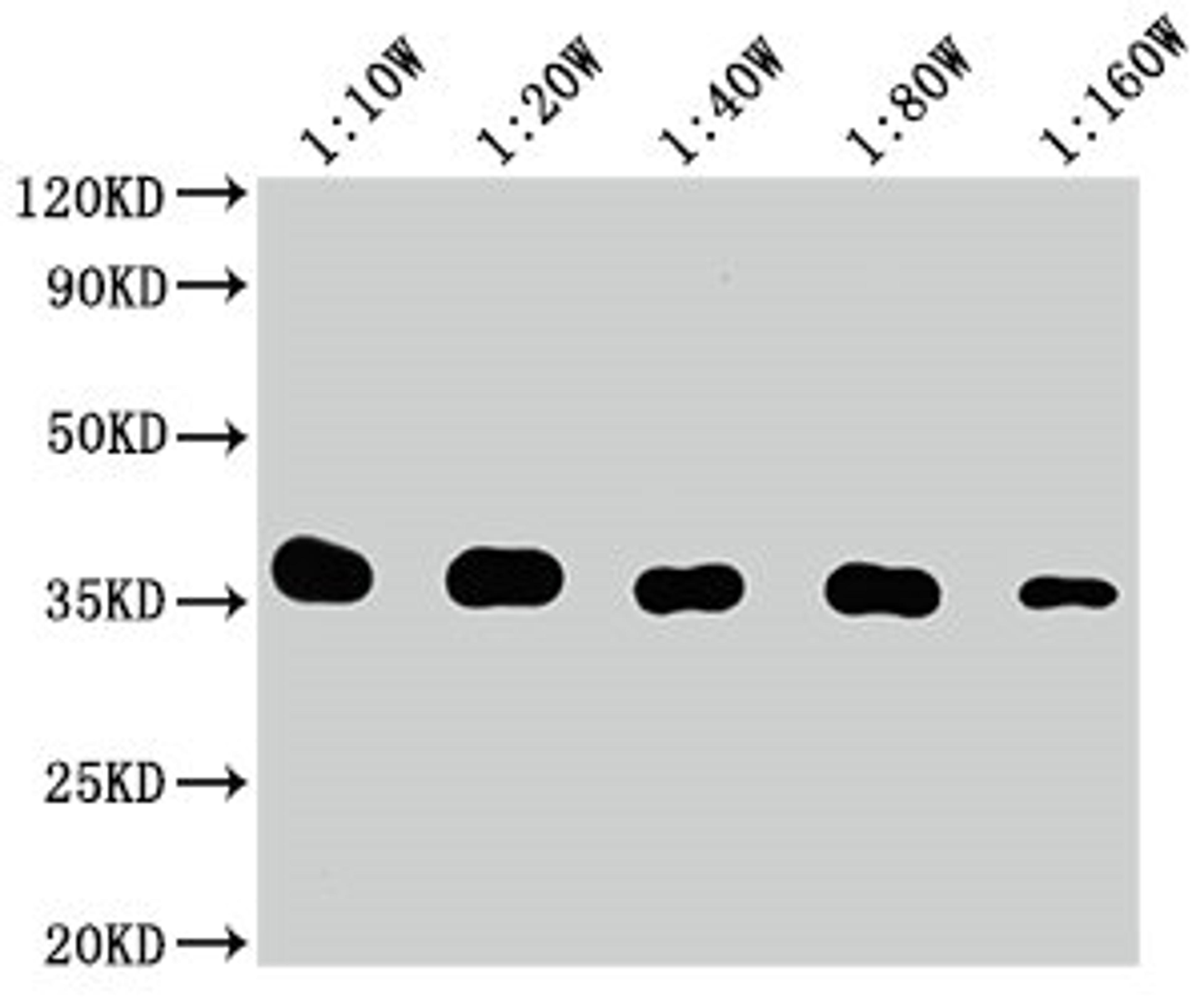 Western Blot. Positive WB detected in: 10ng Flag Tag fusion proteinFlag Tag antibody at 1:100000, 1:200000, 1:400000, 1:800000, 1:1600000. Secondary. Goat polyclonal to mouse IgG at 1/50000 dilution. Predicted band size: 35 kDa. Observed band size: 35 kDa.