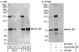 Detection of human and mouse NS1-BP by western blot (h&m) and immunoprecipitation (h).