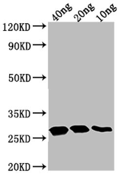 Western Blot. Positive WB detected in Recombinant protein. All lanes: TTYH2 antibody at 1:2000. Secondary. Goat polyclonal to rabbit IgG at 1/50000 dilution. Predicted band size: 22.88 kDa. Observed band size: 28 kDa. 