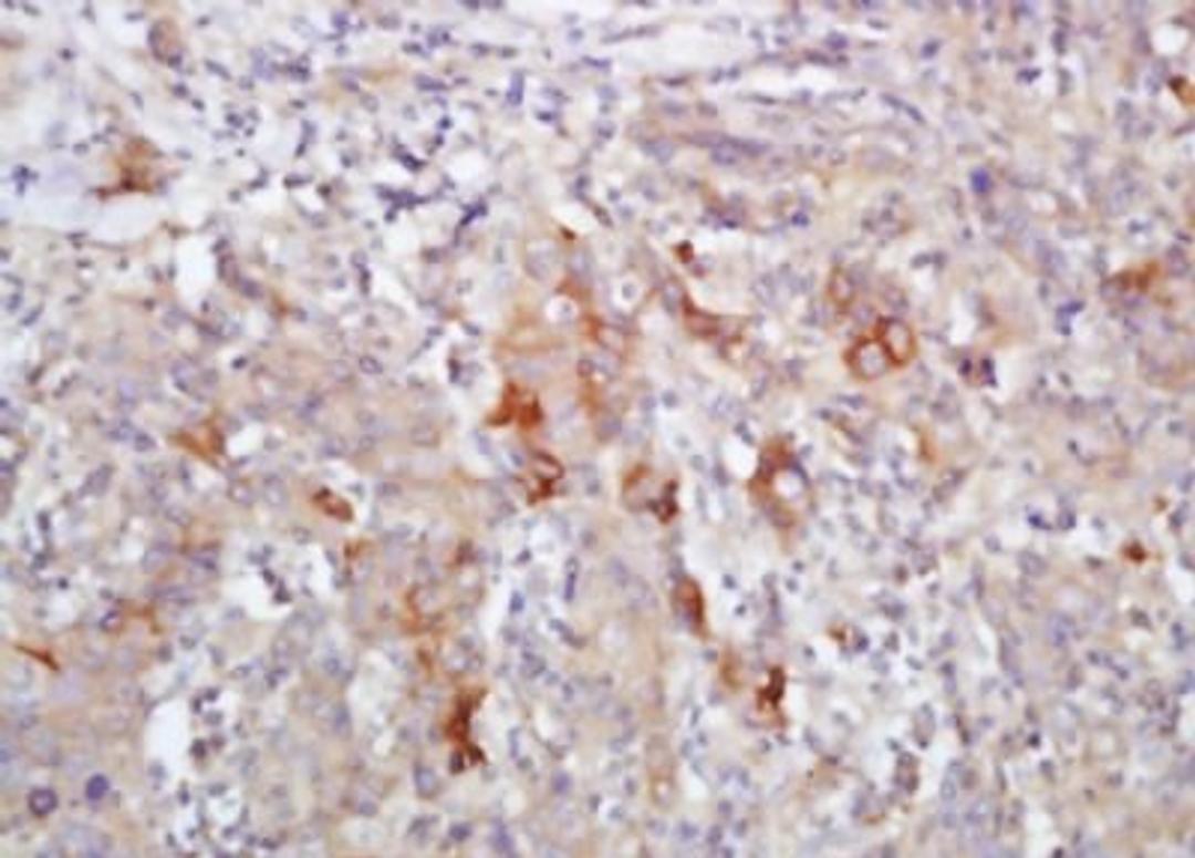 Immunohistochemical analysis of formalin-fixed paraffin embedded mouse intestine tissue using FCGBP antibody (dilution at 1:200)