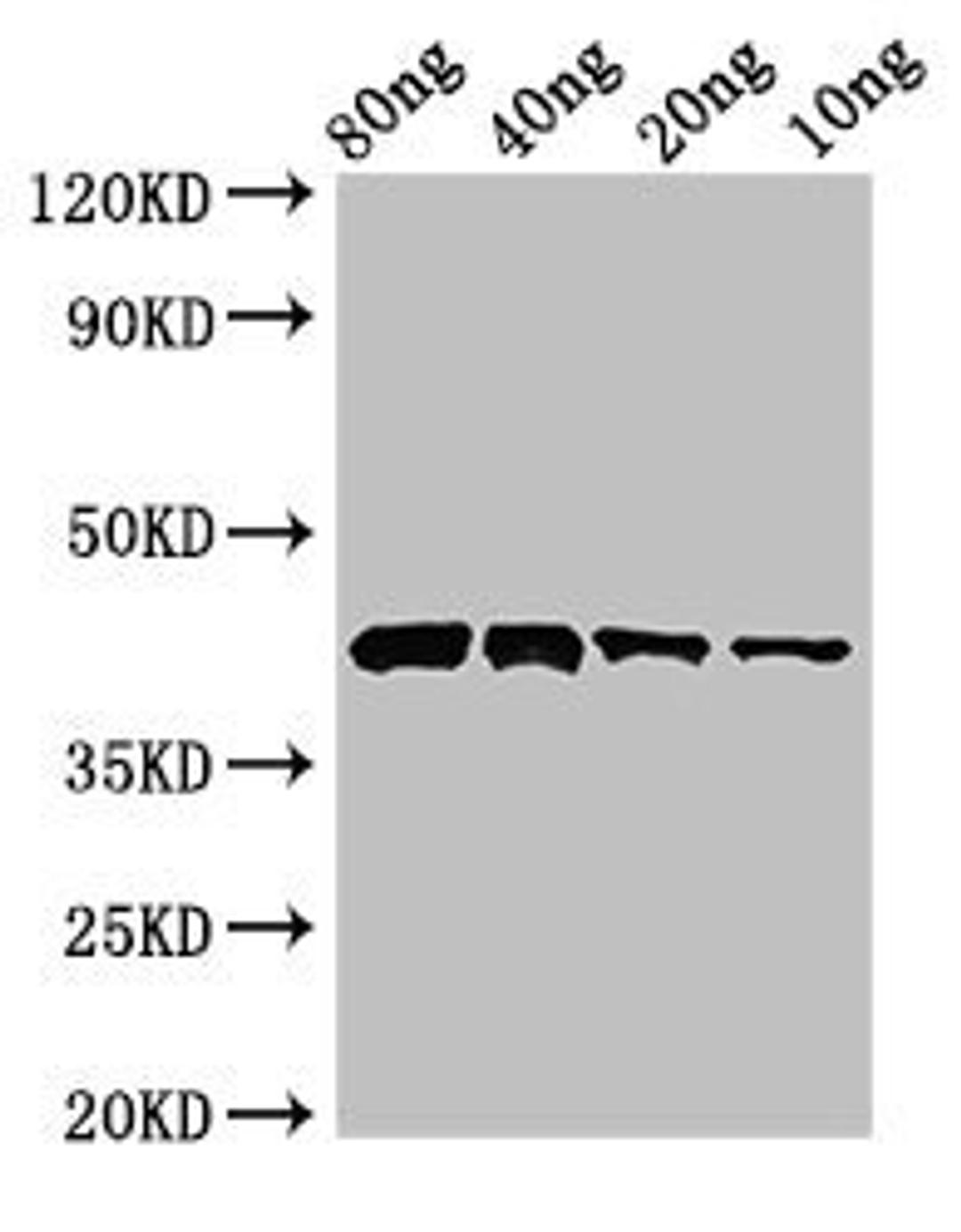 Western blot analysis of Recombinant protein using Pectate lyase 1 antibody