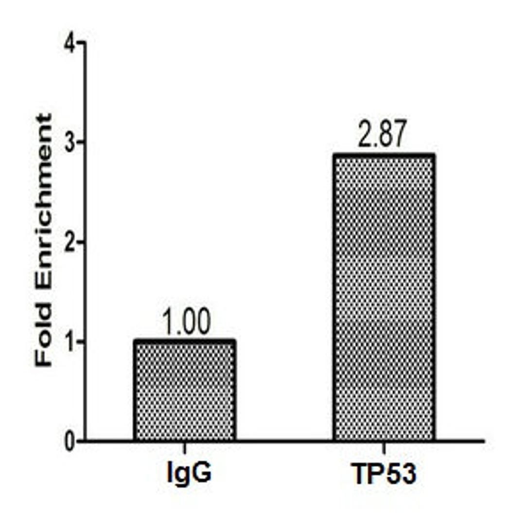 Chromatin Immunoprecipitation Hela (1.2*10<sup>6</sup>) were cross-linked with formaldehyde, sonicated, and immunoprecipitated with 4µg anti-TP53 or a control normal rabbit IgG. The resulting ChIP DNA was quantified using real-time PCR with primers (CSB-PP07889HU) against the P21 promoter.