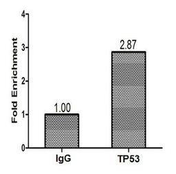 Chromatin Immunoprecipitation Hela (1.2*10<sup>6</sup>) were cross-linked with formaldehyde, sonicated, and immunoprecipitated with 4µg anti-TP53 or a control normal rabbit IgG. The resulting ChIP DNA was quantified using real-time PCR with primers (CSB-PP07889HU) against the P21 promoter.