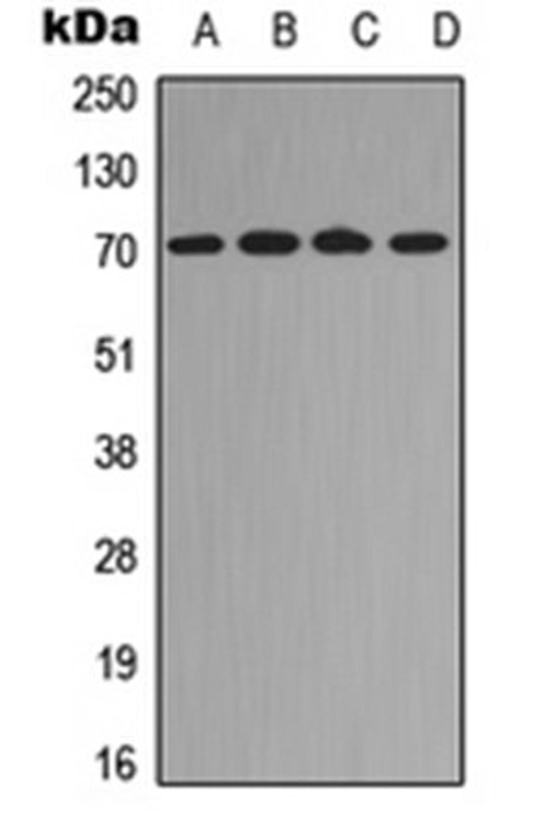 Western blot analysis of HeLa TNFa-treated (Lane 1), RAW264.7 (Lane 2), mouse colon (Lane 3), rat colon (Lane 4) whole cell lysates using RELB (Phospho-S573) antibody