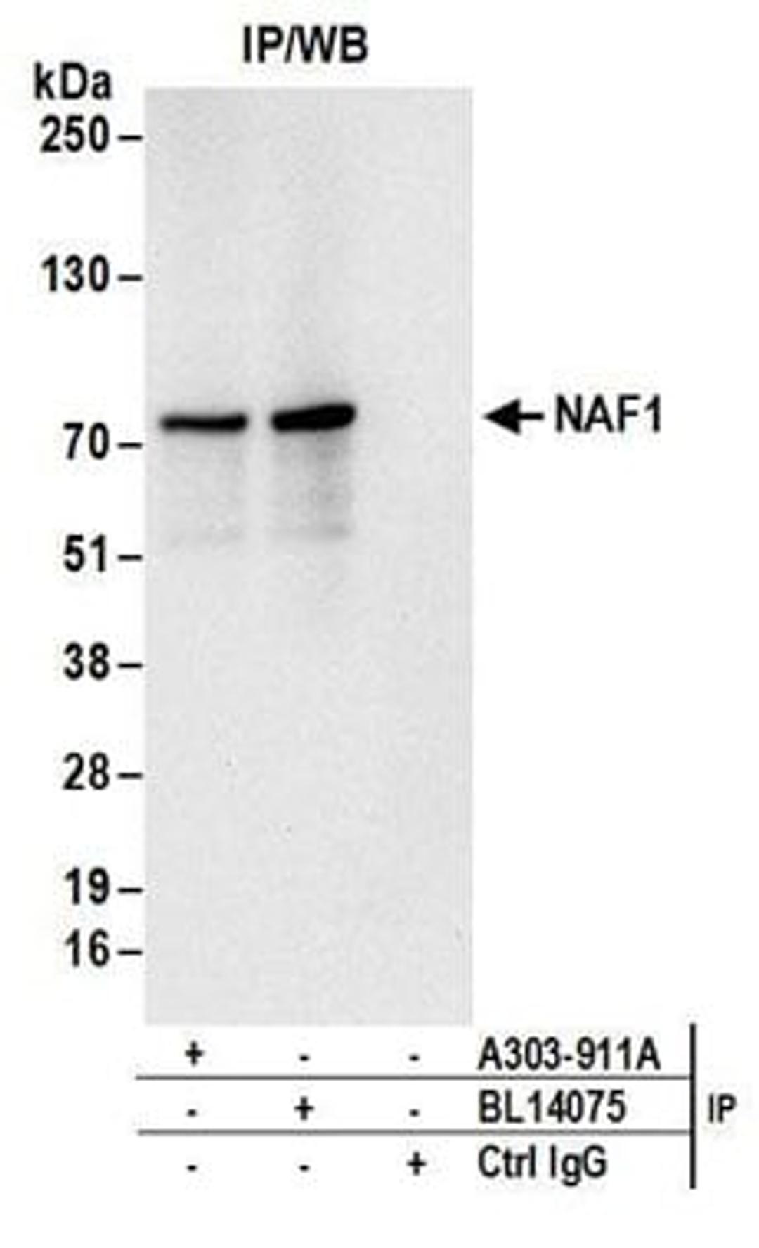 Detection of human NAF1 by western blot of immunoprecipitates.