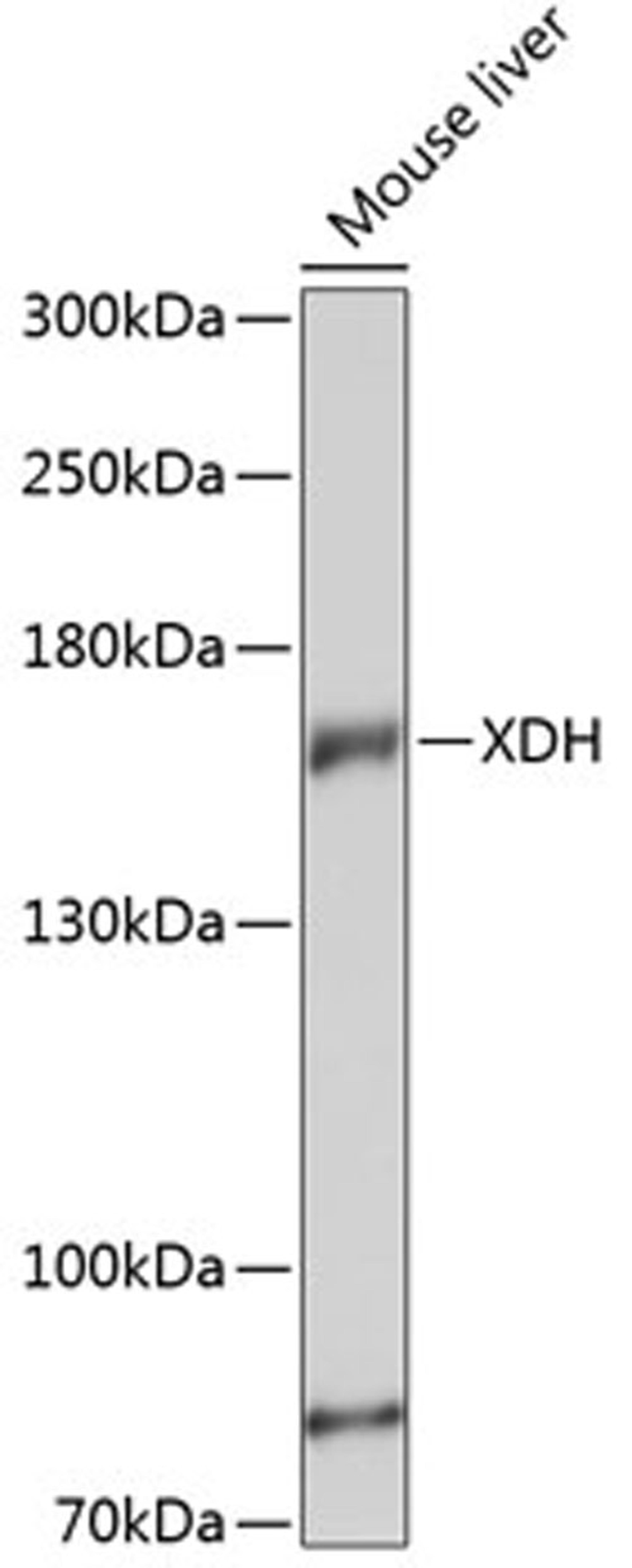 Western blot - XDH antibody (A13052)