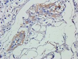 IHC-P staining of pig large intestines tissue using anti-Smad7 (2.5 ug/ml)