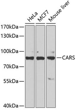 Western blot - CARS antibody (A6540)