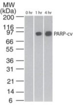 Western Blot: PARP Antibody (194C1439) [Azide Free] [NBP2-27335] - Analysis of cleaved PARP in staurosporine-treated Jurkat cells at various time points, using this antibody. The band corresponding to cleaved PARP is only seen in the treated samples. anti-mouse Ig HRP conjugate was used in this test.