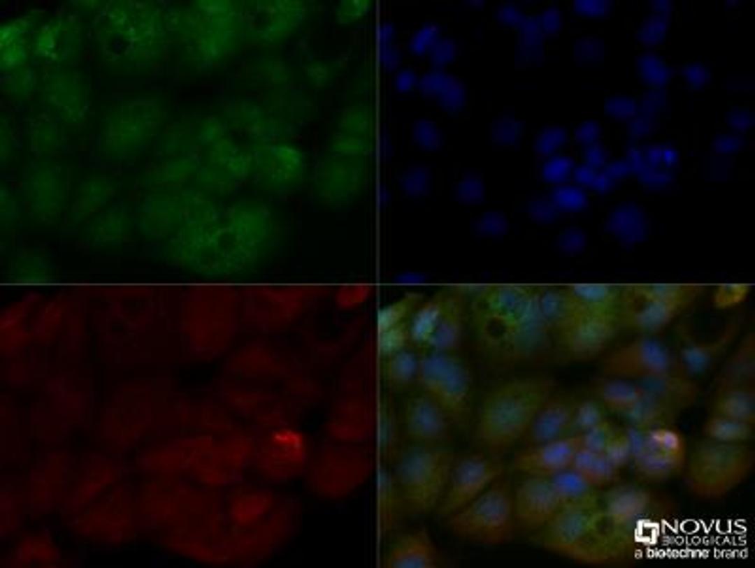 Immunocytochemistry/Immunofluorescence: PGLYRP2/PGRP-L Antibody [NBP2-49690] - MCF7 cells were fixed for 10 minutes using 10% formalin and then permeabilized for 5 minutes using 1X TBS + 0.5% Triton-X100. The cells were incubated with anti-PGRP-L at a 1:50 dilution overnight at 4C and detected with an anti-rabbit Dylight 488 (Green) at a 1:500 dilution. Alpha tubulin (DM1A) NB100-690 was used as a co-stain at a 1:1000 dilution and detected with an anti-mouse Dylight 550 (Red) at a 1:500 dilution. Nuclei were counterstained with DAPI (Blue). Cells were imaged using a 40X objective.