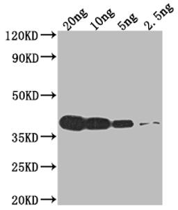 Western Blot. Positive WB detected in Recombinant protein. All lanes: VCATH antibody at 1:2000. Secondary. Goat polyclonal to rabbit IgG at 1/50000 dilution. Predicted band size: 39.9 kDa. Observed band size: 40 kDa. 