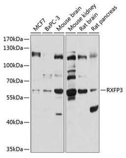 Western blot - RXFP3 antibody (A10303)