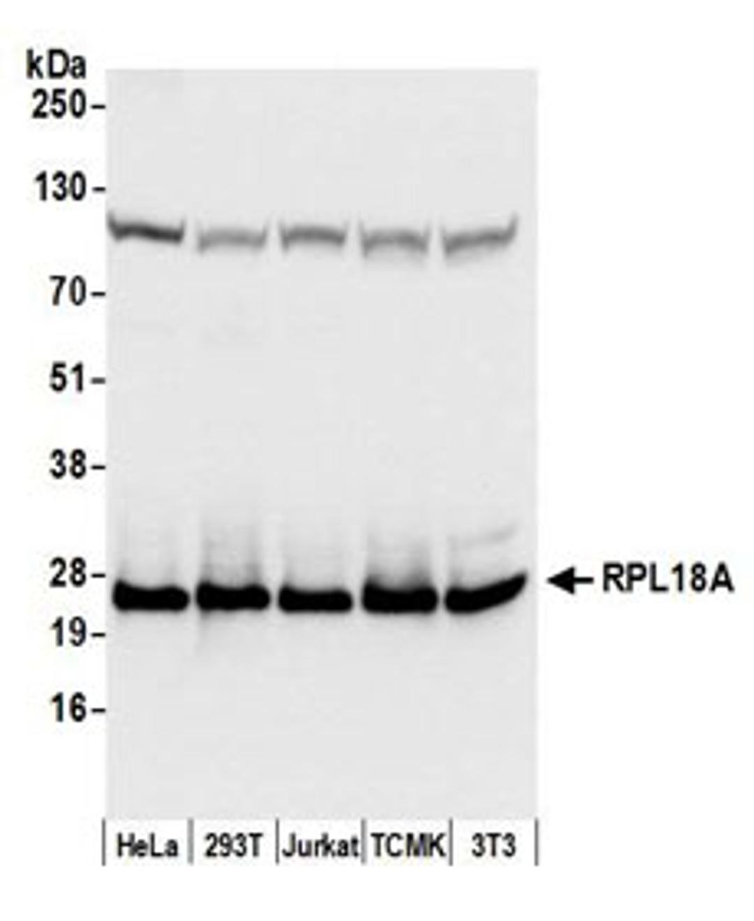 Detection of human and mouse RPL18A by western blot.