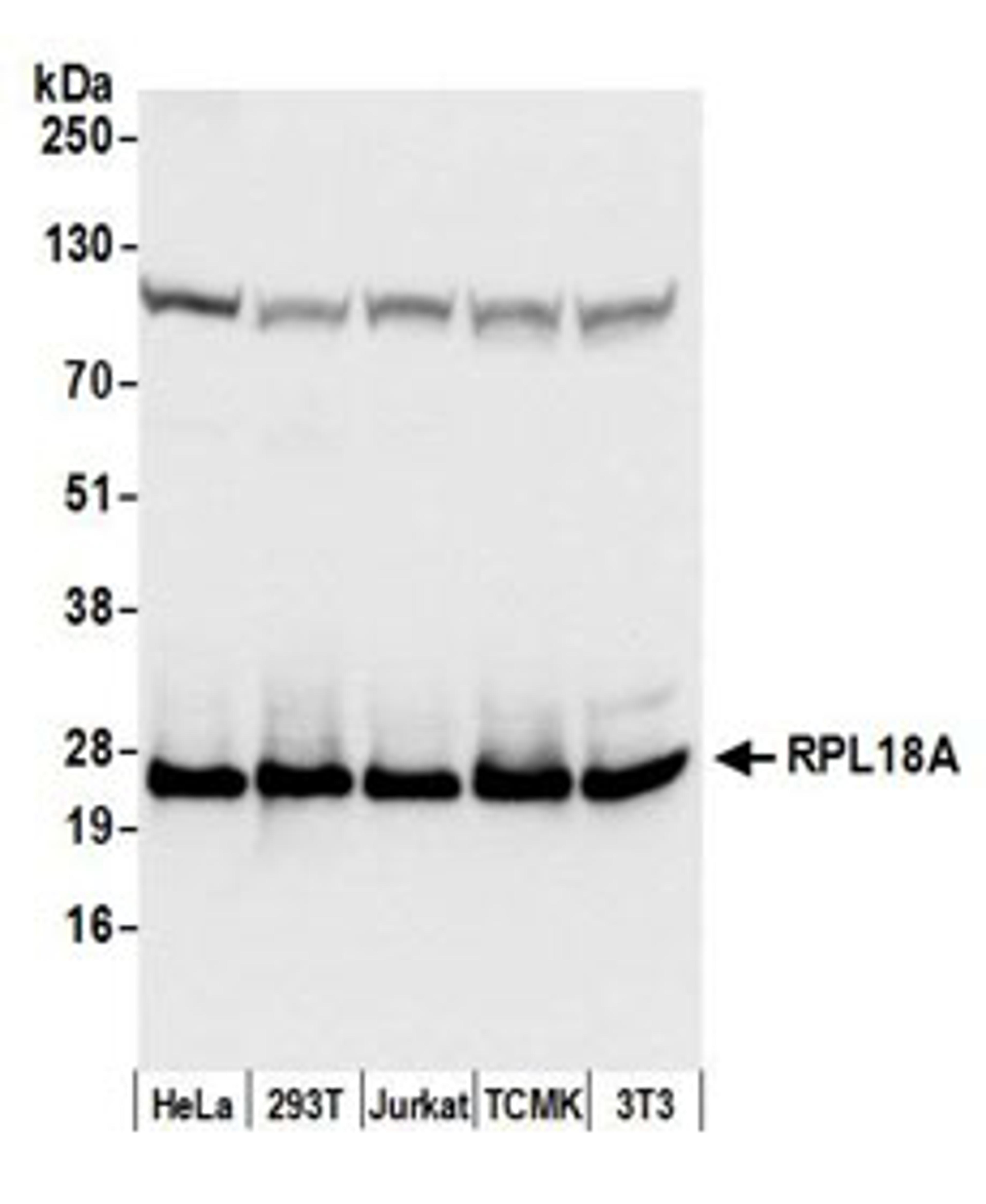 Detection of human and mouse RPL18A by western blot.