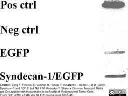 Mouse anti Human FGF basic antibody used to evaluate FGF-2 in nuclear extracts of STAV-AB cells