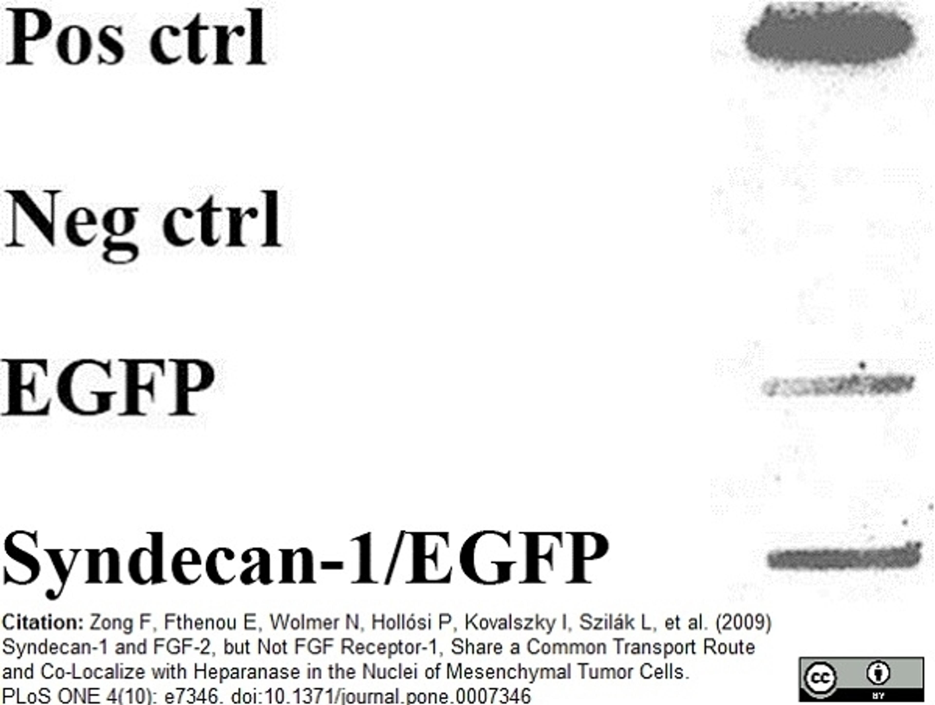 Mouse anti Human FGF basic antibody used to evaluate FGF-2 in nuclear extracts of STAV-AB cells