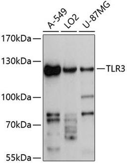 Western blot - TLR3 antibody (A11778)