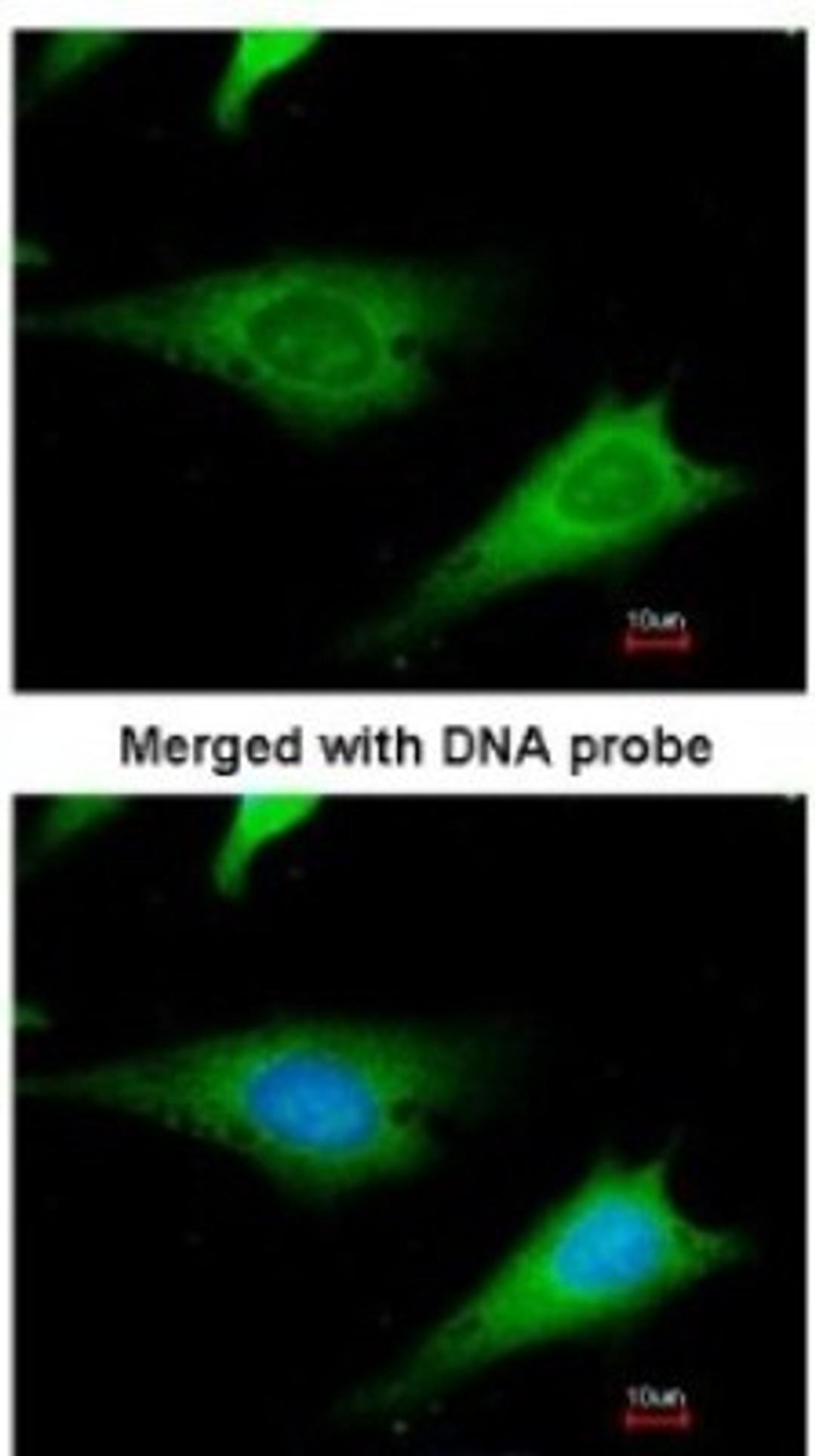 Immunocytochemistry/Immunofluorescence: RPS3A Antibody [NBP1-31598] - Paraformaldehyde-fixed HeLa, using antibody at 1:200 dilution.