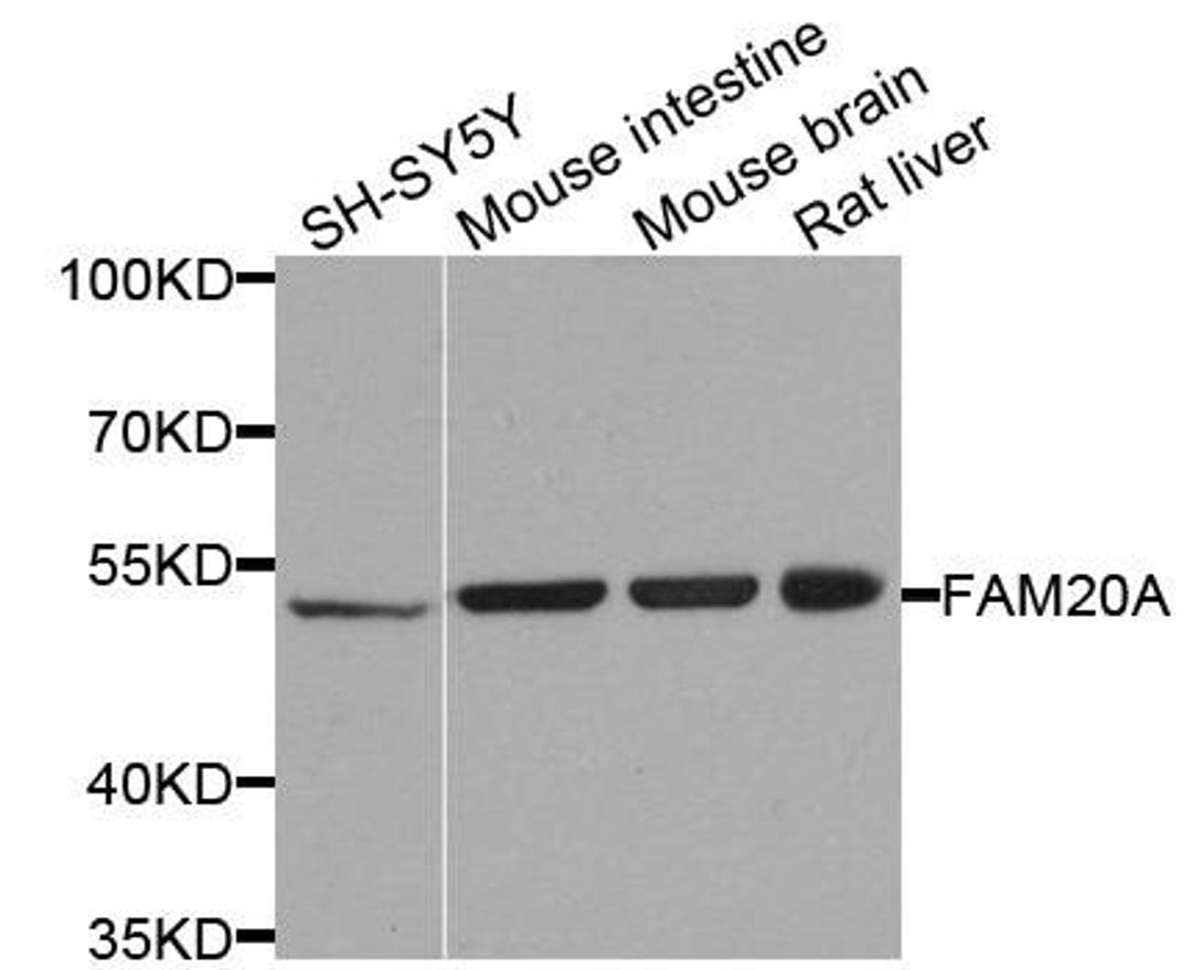 Western blot analysis of extracts of various cells using FAM20A antibody