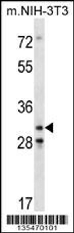 Western blot analysis in mouse NIH-3T3 cell line lysates (35ug/lane).