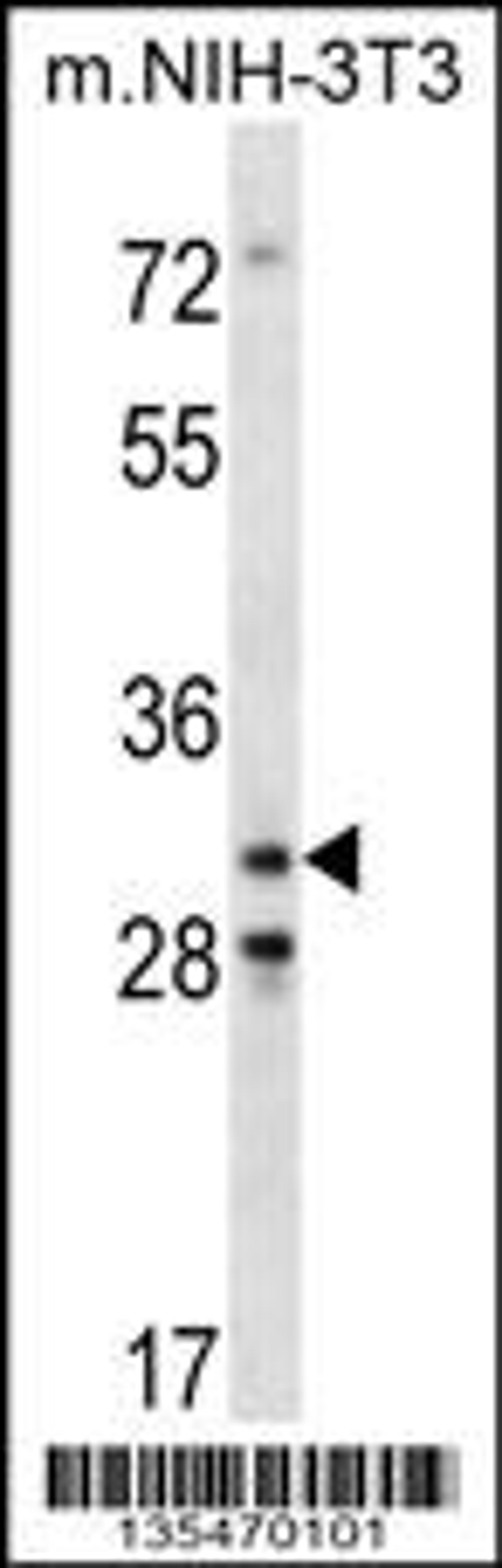 Western blot analysis in mouse NIH-3T3 cell line lysates (35ug/lane).