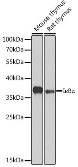 Western blot - I?Ba antibody (A11168)