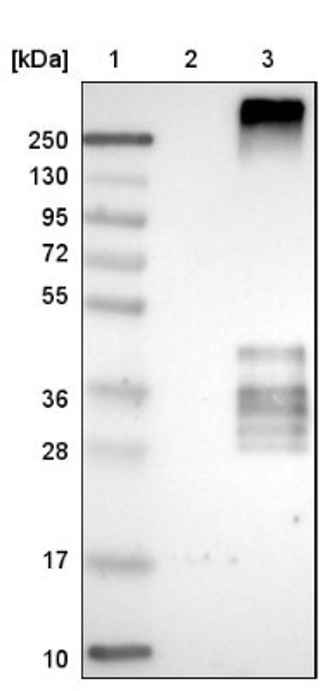 Western Blot: TM4SF2 Antibody [NBP1-90310] - Lane 1: Marker [kDa] 250, 130, 95, 72, 55, 36, 28, 17, 10<br/>Lane 2: Negative control (vector only transfected HEK293T lysate)<br/>Lane 3: Over-expression lysate (Co-expressed with a C-terminal myc-DDK tag (~3.1 kDa) in mammalian HEK293T cells, LY401460)