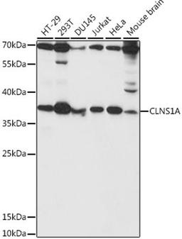 Western blot - CLNS1A antibody (A16040)