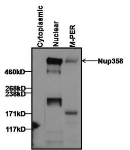 Western Blot: RanBP2 Antibody (2E1) [NB100-74480] - Analysis of 25ug of cytoplasmic and nuclear HeLa cell lysates prepared using NE-PER Nuclear and Cytoplasmic Extraction Reagents per well, 16ug of HeLa whole cell lysate prepared using M-PER Mammalian Protein Extraction Reagent, and 10ul of PageRuler Plus Prestained Protein Ladder.